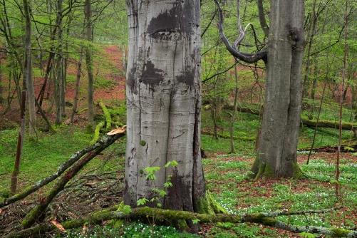 WALD Frederic Demeuse Photography